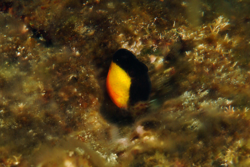 Microlipophrys canevae